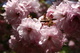 Pink Tree Blossom Spring Flowering