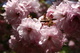 Pink Tree Blossom Spring Flowering