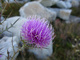 Purple Wildflower Rocks