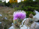 Purple Wildflower