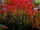 Red Fall Foliage