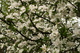 Spring Apple Blooms Flowers