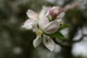 Spring Apple Tree Flower
