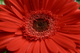 Spring Daisy Red
