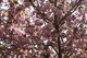 Spring Pink Flower Tree