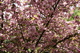 Spring Tree Bloom Pink