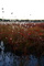 Sunset In The Bog Dolly Sods