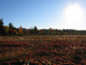 Sunset Marsh Dolly Sods