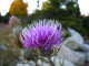 Thorny Purple Wild Flower