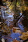 Upside down Tree Creek Reflection