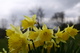 Yellow Daffodil Spring