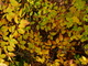 Yellow Fall Leaves Beech Tree