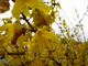 Beautiful Yellow Bells Forsythia