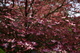 Big Dogwood Tree Flowering