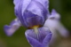 Blue Flower Spring Iris