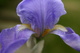 Blue Iris Profile Spring
