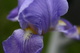 Blue Iris Spring Flower