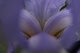 Blue Macro Iris Spring