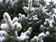 Blue Spruce Tree Snow Spring evergreen