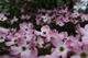 Closeup White Pink Spring Flowers