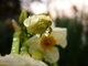 Daffodil Bloom Water Drop Flower