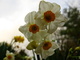 Daffodil Sky Spring Flower