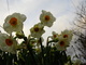 Daffodils Sky Flower White Yellow