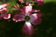 Dogwood Flower Cross