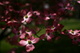 Dogwood Flowers Pink Tree
