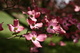 Dogwood Tree Flowers