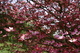 Dogwood Tree Pink Bloom