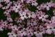 Dogwood Tree Spring Flowers