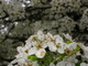 Flowering Pear Tree Macro