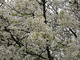 Flowering Spring Tree