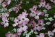 Flowering Tree Pink White