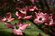 Flowers Spring Dogwood Pink