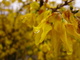 Forsythia Golden Bells Bush Macro