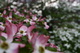 Hybrid Dogwood Tree Pink Wood