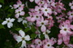 Hybrid White Pink Dogwood Flowers