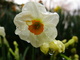 Macro Daffodil Water Drops