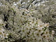 Macro White Flowering Tree