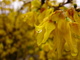 Macro Yellow Bells Spring Bush