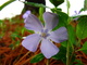 Periwinkle Lavender Blue Flower