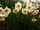 Pretty Flowers Spring Daffodils Smell Good