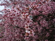 Purple Pink Plum Tree Flowering