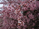 Purple Pink Plum Tree Flowering