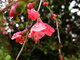 Red Spring Flower Bush