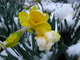 Snow Daffodil Spring Flower Yellow