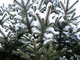 Snowy Spring Blue Spruce evergreen