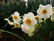 Spring Flower Bouquet Daffodil